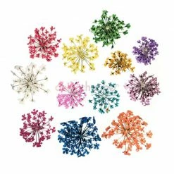 Julia Pride Month Pressed Dry Natural Flower Set / Lace Flowers